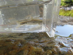 Campostoma oligolepis