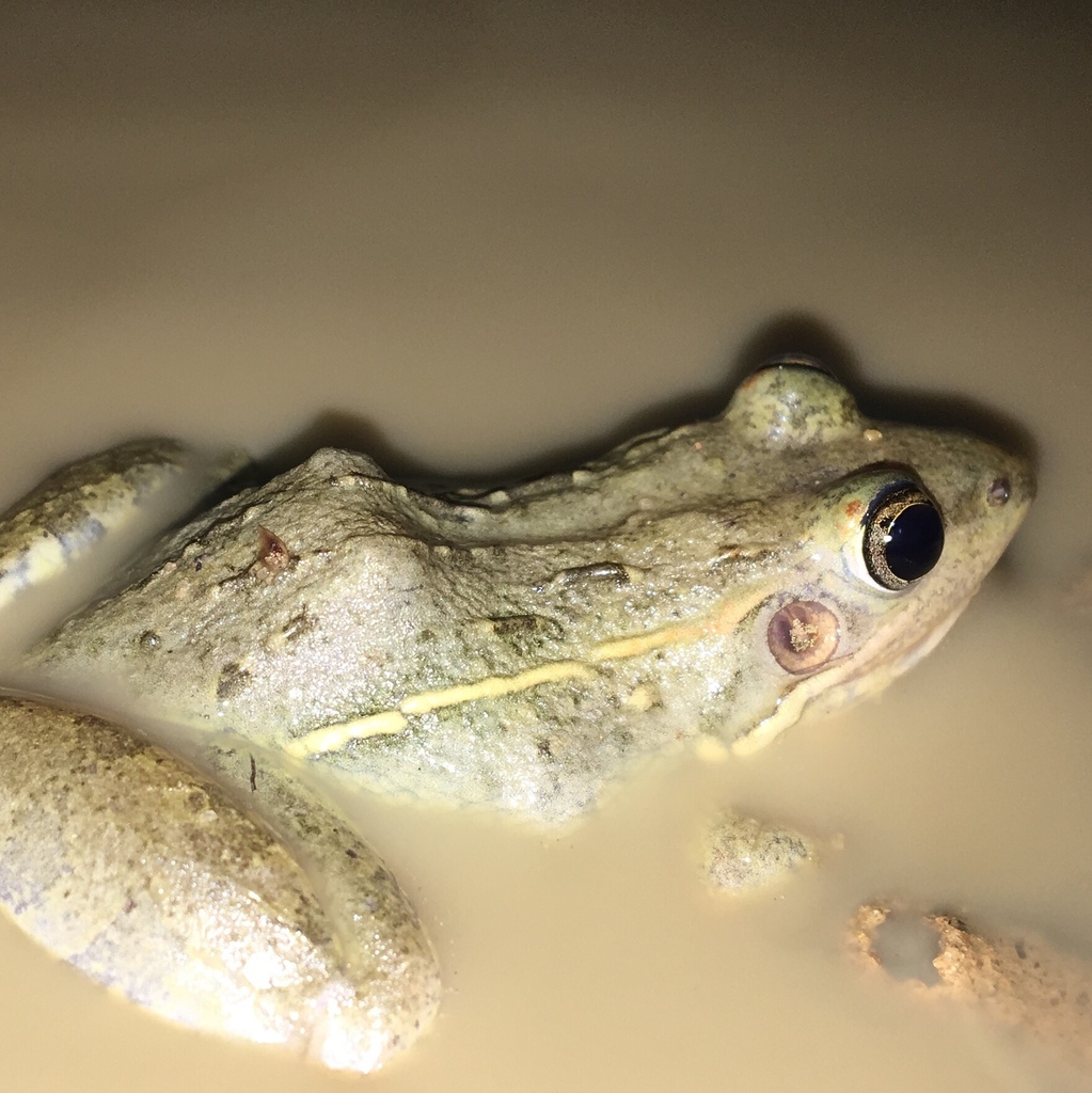 Dakar Grassland Frog