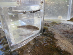 Campostoma oligolepis