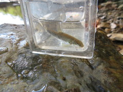 Campostoma oligolepis