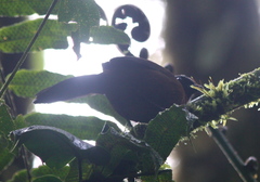 Oreothraupis arremonops