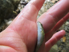 Campostoma oligolepis