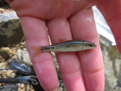 Campostoma oligolepis