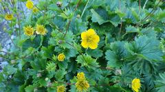 Geum calthifolium nipponicum