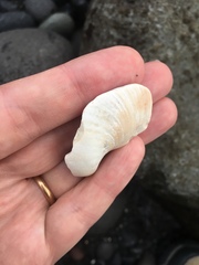 Bivalvia