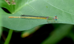 Ceriagrion coromandelianum