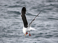 Larus occidentalis