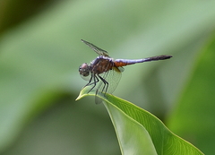 Brachydiplax
