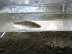 Campostoma oligolepis