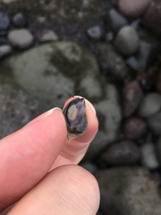 Nucella