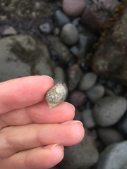 Nucella
