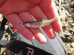 Notropis rubricroceus