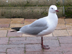 Chroicocephalus hartlaubii