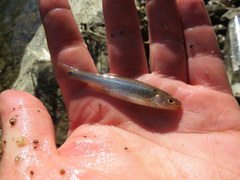 Notropis rubricroceus