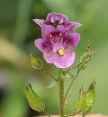 Diascia parviflora