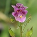 Diascia parviflora - Photo (c) Sandra Falanga, algunos derechos reservados (CC BY-NC), subido por Sandra Falanga