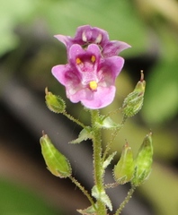 Diascia parviflora