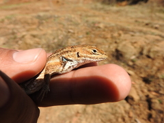 Sceloporus subniger