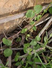 Diascia parviflora