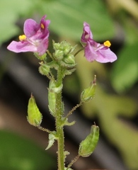 Diascia parviflora