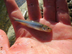 Notropis rubricroceus