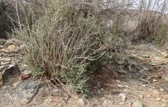 Atriplex vestita