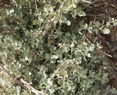 Atriplex vestita