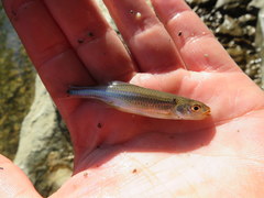 Notropis rubricroceus