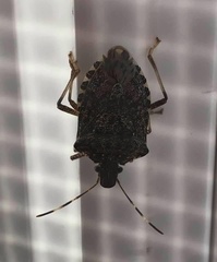 Halyomorpha halys