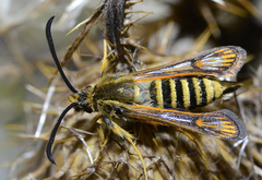 Bembecia ichneumoniformis