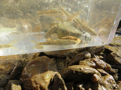 Campostoma oligolepis