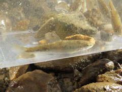 Campostoma oligolepis