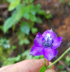 Delphinium pedatisectum