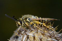 Bembecia ichneumoniformis
