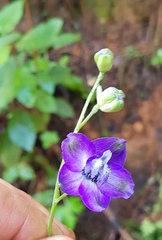 Delphinium pedatisectum
