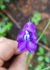 Delphinium pedatisectum