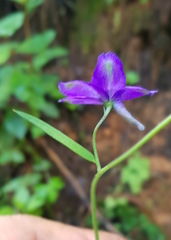 Delphinium pedatisectum