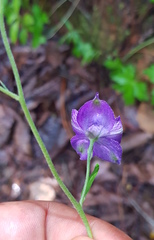 Delphinium pedatisectum