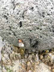 Mollusca