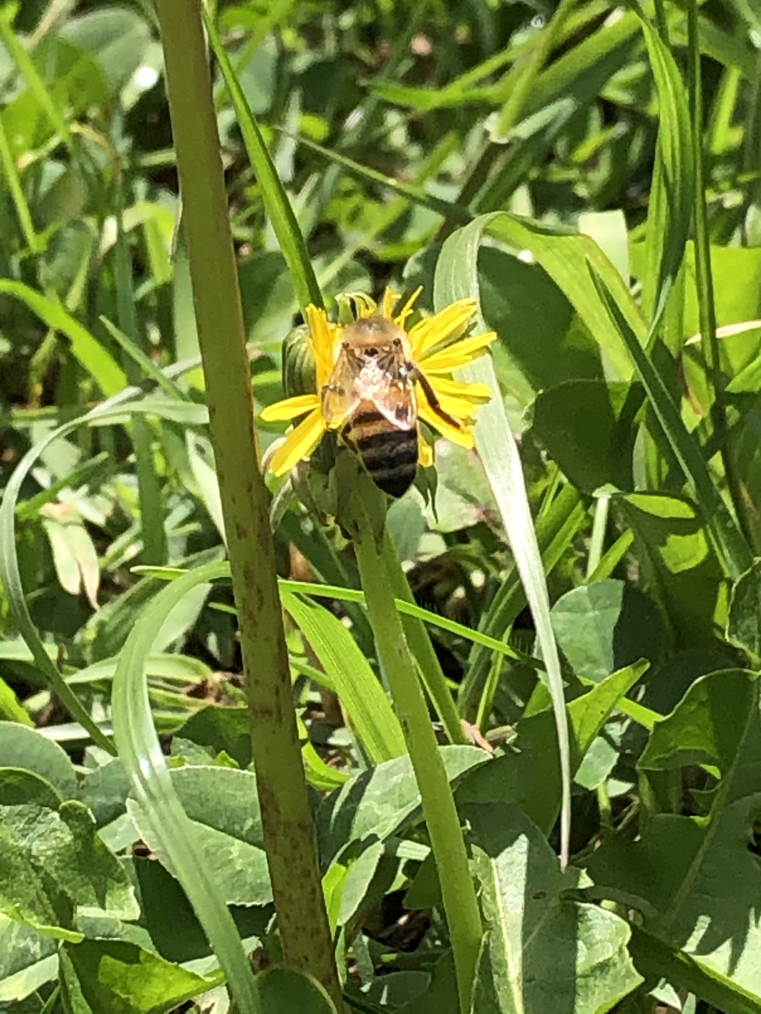 Apis image