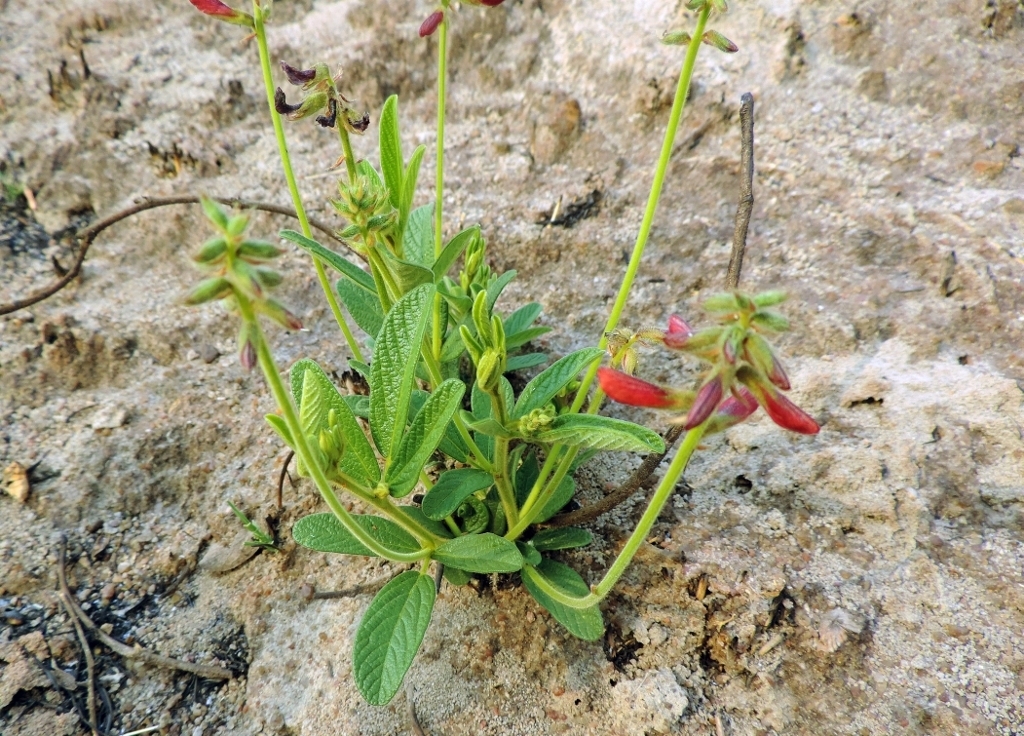 Eriosema pauciflorum