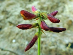 Eriosema pauciflorum image