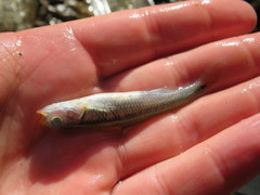 Notropis rubricroceus