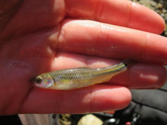 Notropis rubricroceus