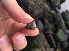 Nucella