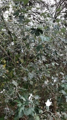 Populus alba
