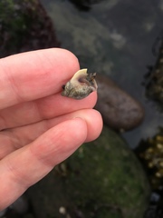 Nucella
