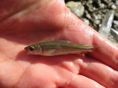 Notropis rubricroceus