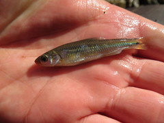 Notropis rubricroceus