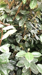 Magnoliopsida